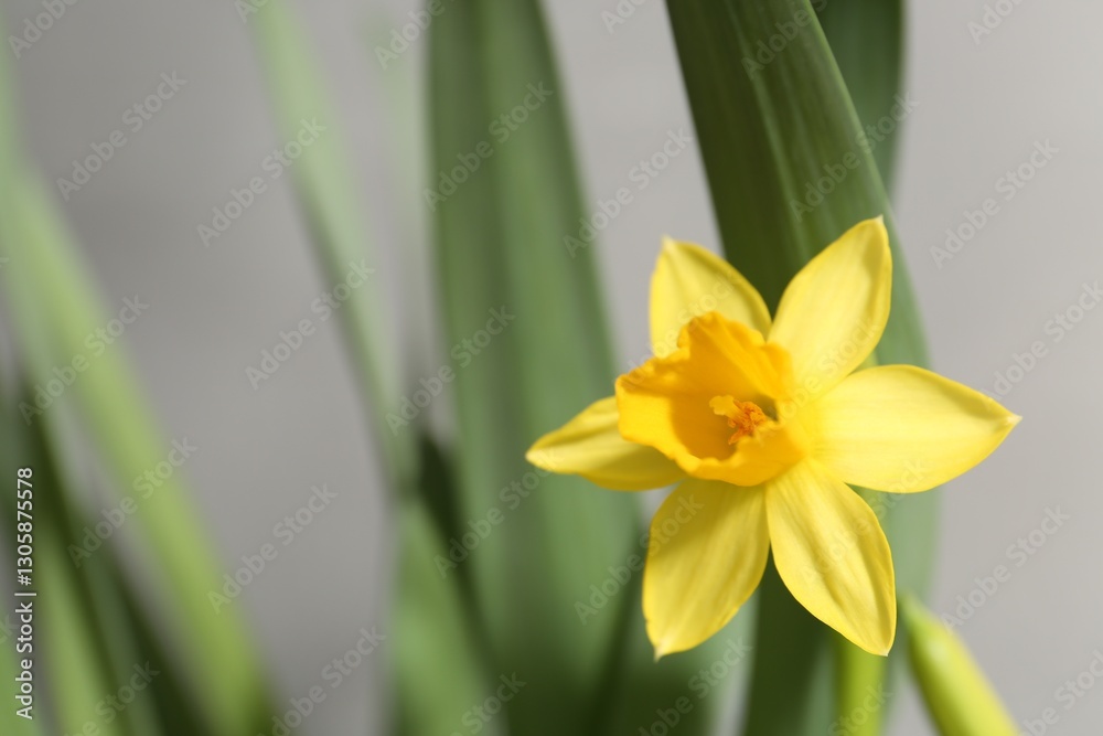 Obraz premium Yellow narcissus flower on grey background, closeup. Space for text