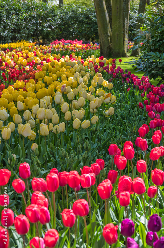 Spring tulip bulb field in garden at Lisse near Amsterdam Holland Netherlands