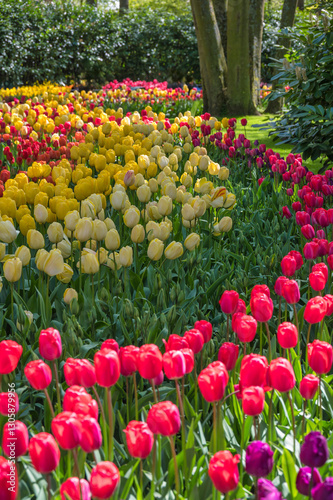 Obraz na płótnie Spring tulip bulb field in garden at Lisse near Amsterdam Holland Netherlands w salonie