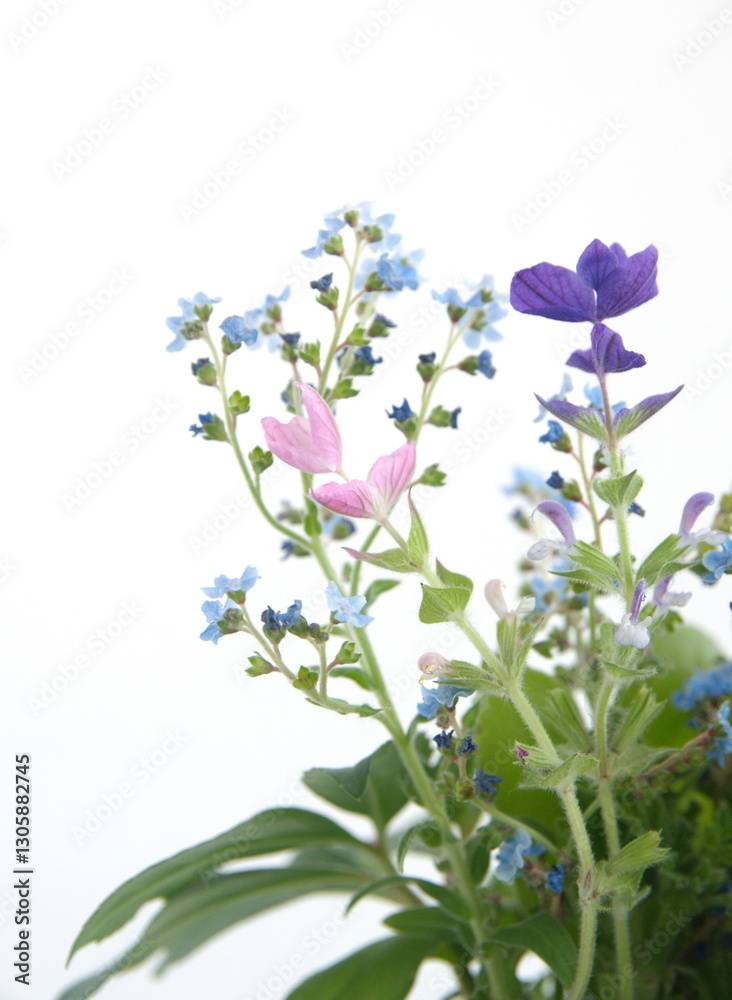 Obraz premium Bouquet of wild and garden flowers - chinese forget-me-not, ornamental sage, on white background