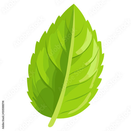 Tropical mint leaf illustration herbal plant vector