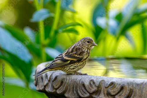 pine siskin bird perched on a bird bath with colorful background