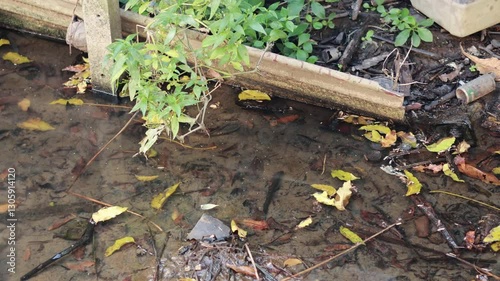 Wallpaper Mural Leaves Floating in Bangkok Canal Torontodigital.ca