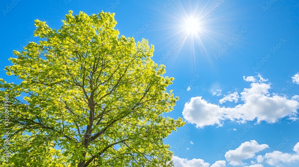 Green Tree under Bright Summer Sun and Blue Sky Green Tree under Bright Summer Sun and Blue Sky