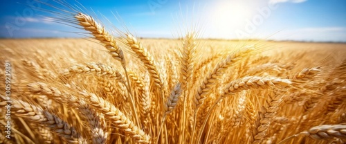 Golden wheat field background with a close-up of a golden ear of grain, on a sunny day