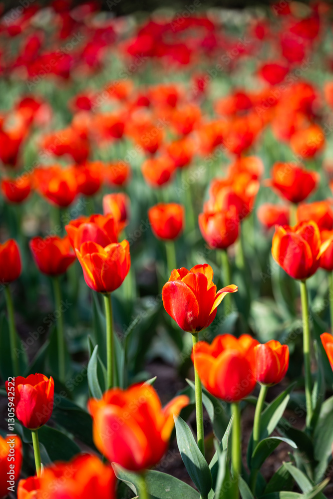 Red tulips in the garden. Spring flowers. Natural background. Red tulips in the garden. Spring flowers. Natural background.