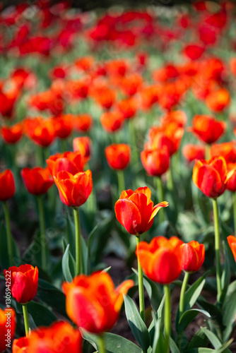 Red tulips in the garden. Spring flowers. Natural background.