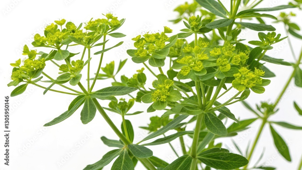 Leafy Spurge Closeup: Invasive Weed Botany Photography - Euphorbia esula Macro Leafy Spurge Closeup: Invasive Weed Botany Photography - Euphorbia esula Macro