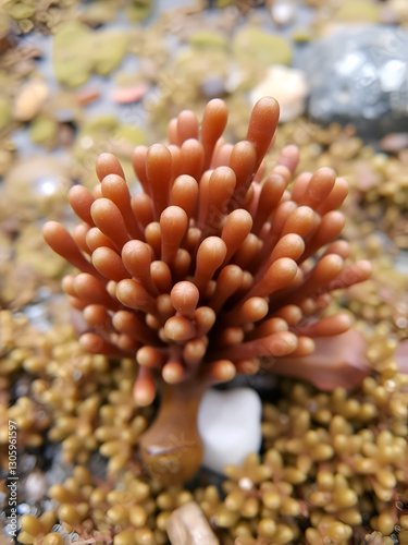Bl Bladderwrack, Fucus vesiculosus