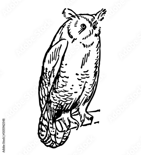 Great Horned Owl, Vintage Style Vector Illustration photo