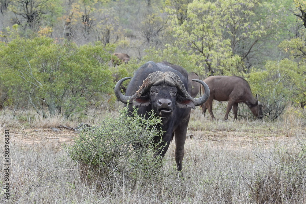 Obraz premium African wildlife from Krueger National Park in South Africa