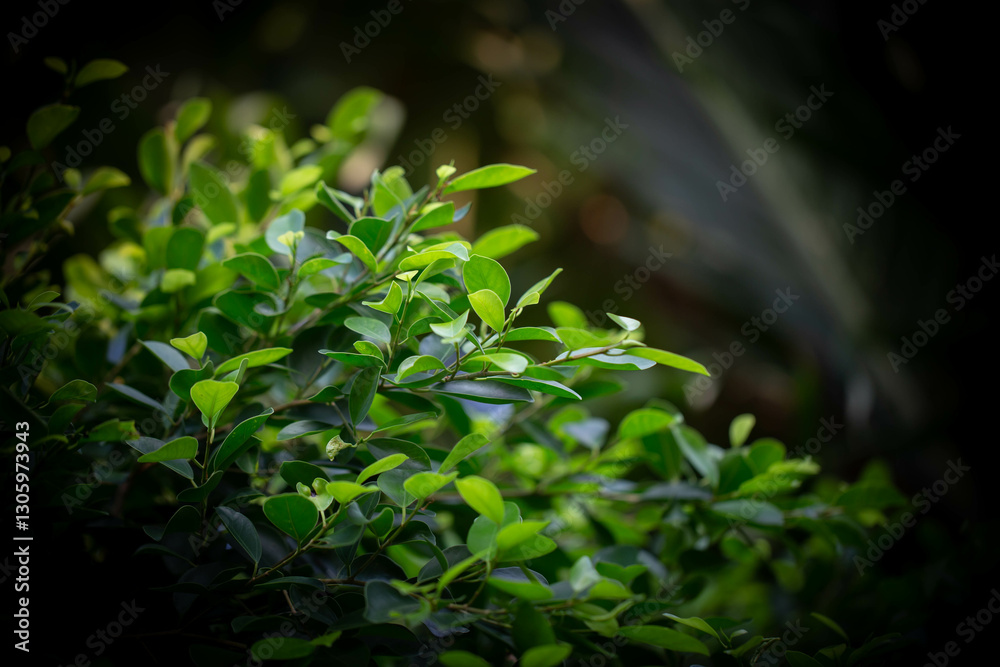 close up photo of garden Banyan tree leaves background, under warm sunlight on dark color tone close up photo of garden Banyan tree leaves background, under warm sunlight on dark color tone