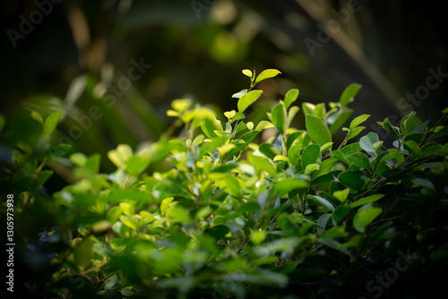 close up photo of garden Banyan tree leaves background, under warm sunlight on dark color tone