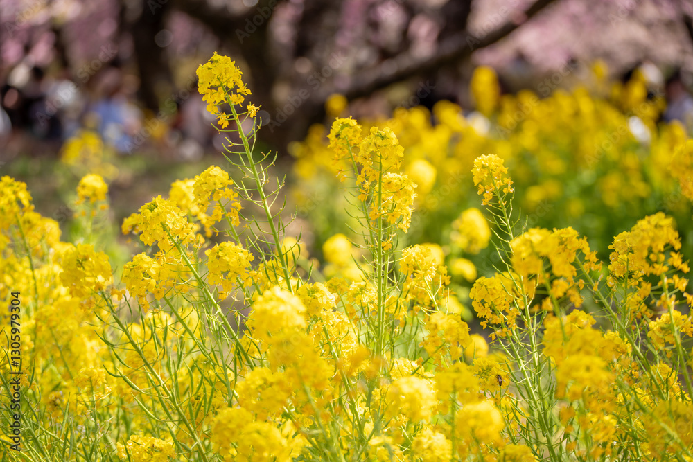 Obraz premium 河津桜 神奈川県松田町 西平畑公園