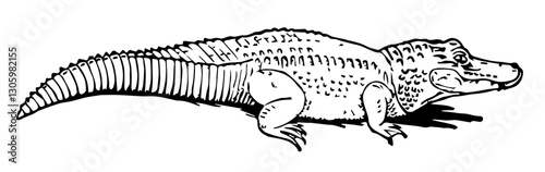 Crocodile, Vintage Style Vector Illustration