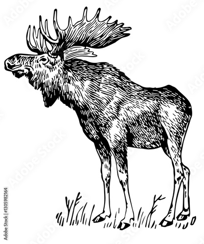 Moose, Vintage Style Vector Illustration photo