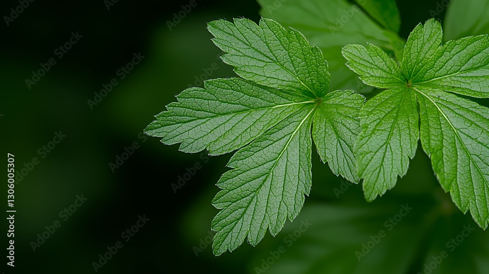 Close Up Of Lush Green Leaves With Water Droplets Close Up Of Lush Green Leaves With Water Droplets