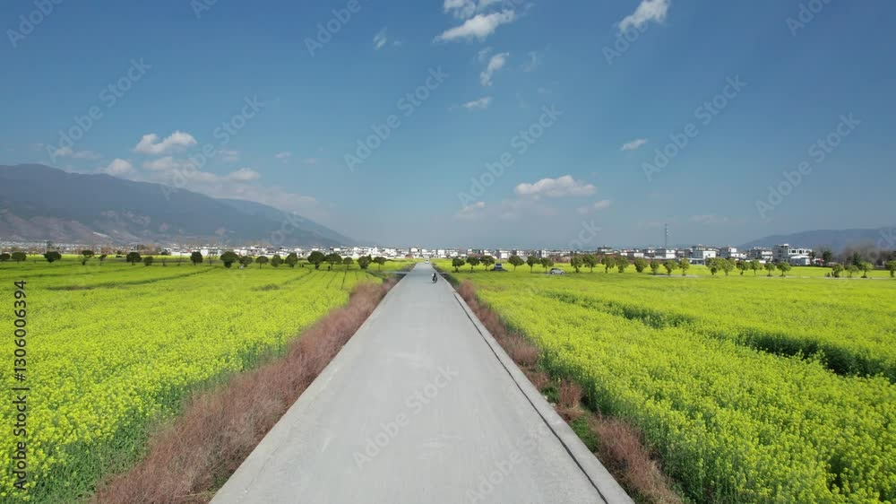 Vibrant aerial view of a spring rape flower field in full bloom near a quiet rural road Vibrant aerial view of a spring rape flower field in full bloom near a quiet rural road