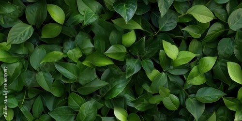 Wallpaper Mural A close-up view of lush green leaves layered intricately upon one another, showcasing the vibrant colors and textures that represent nature's richness and vitality. Torontodigital.ca