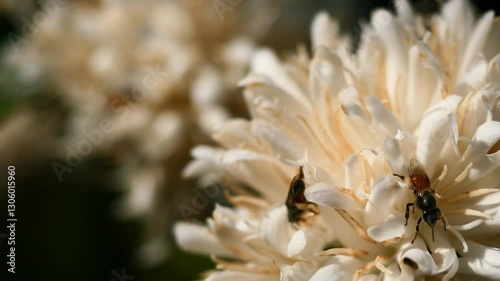 Red dwarf Honey bee on Robusta coffee blossom on tree plant with green leaf with black color in background. Petals and white stamens of blooming flowers