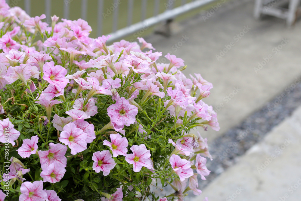 Obraz premium Blooming pink and white surfinia flowers