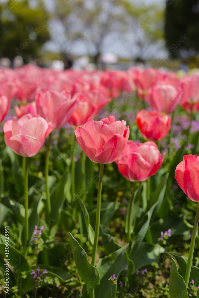 Beautiful tulip flower garden. The Expo 70 Commemorative Park, Osaka, Japan Beautiful tulip flower garden. The Expo 70 Commemorative Park, Osaka, Japan