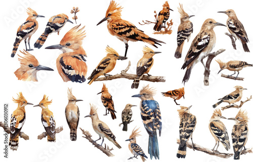 hoopoe watercolor illustration