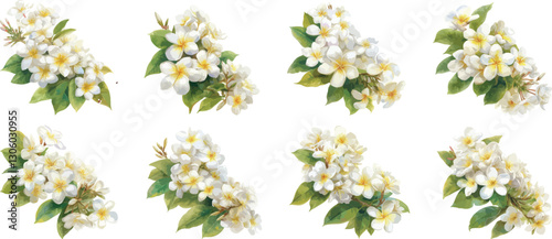 plumeria watercolor illustration