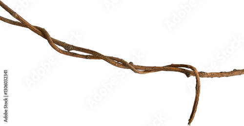 A vine with rugged texture that is twisted and dry is isolated on a white background.