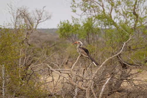 African wildlife from Krueger National Park in South Africa