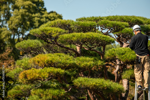 Japanese Black Pine leaves turn brown and die if they are not exposed to sunlight, so they are pruned in winter. This is a scene of Japanese Black Pine pruning work.