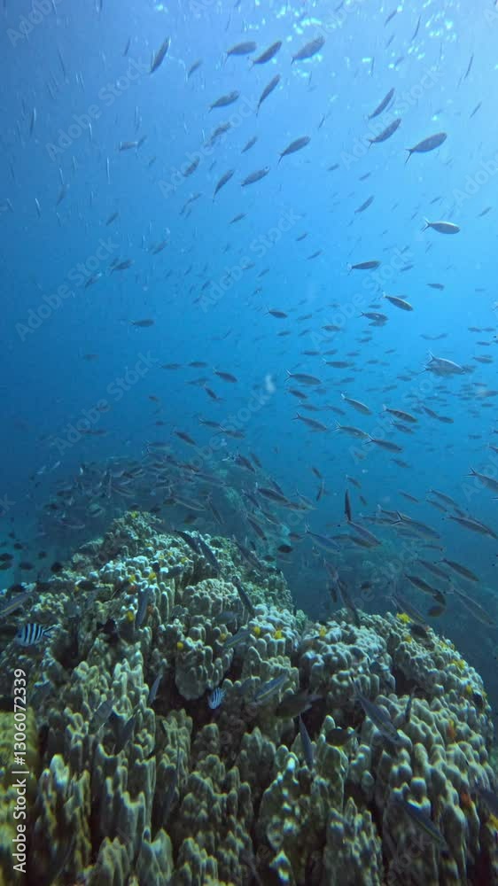 underwater, showcasing a school of small fish swimming above a coral reef. The fish are numerous, creating a dense cloud against the blue water. The coral reef in the foreground is detailed. underwater, showcasing a school of small fish swimming above a coral reef. The fish are numerous, creating a dense cloud against the blue water. The coral reef in the foreground is detailed.