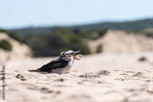 Kookaburra catching and eating a crab on the beach