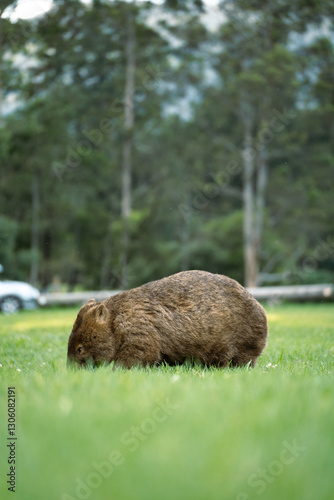 Wombat at campground in New South Wales with car in background