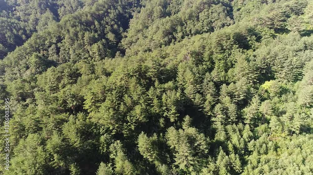 mountain with trees, drone shot mountain with trees, drone shot