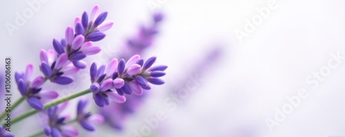 Close-up of lavender flowers, soft focus, white backdrop , nature, summer