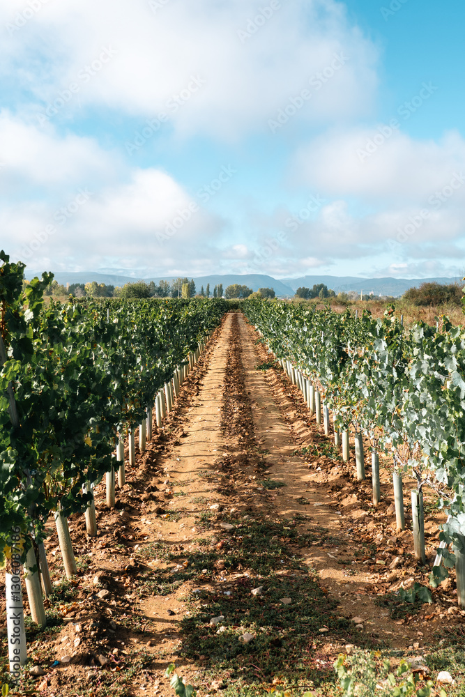 On the Camino de Santiago through the autumn vineyards around Cacabelos, Bierzo region, Autonomous Community of Castilla y León, Spain