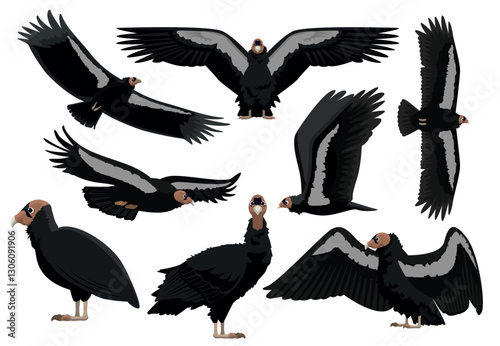 California Condor Vulture Flying Bird Various Poses Cartoon Vector Illustration