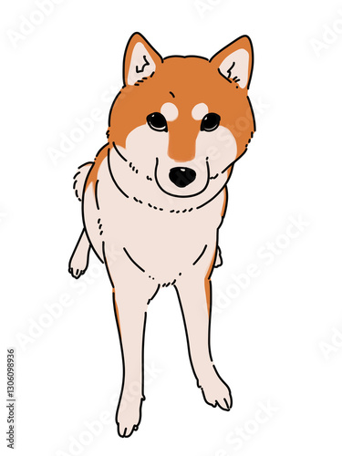 お座りをする柴犬