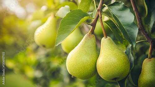 fruit, pear, tree, food, branch, leaf, ripe, pears, nature, leaves, fresh, summer, agriculture, orchard, yellow, healthy, garden, autumn, juicy, lemon, hanging, fruits, sweet, tasty, organic