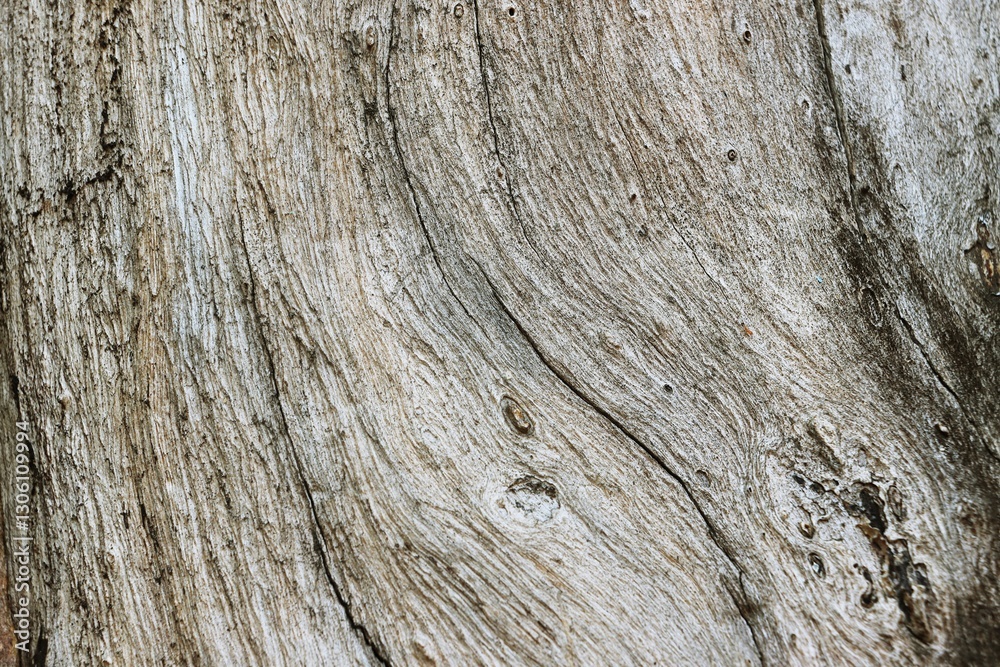 Obraz premium Large tree trunk pattern background