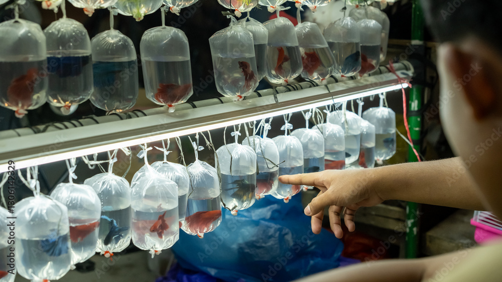 Obraz premium A customer points at a betta fish in a plastic bag at a night market. The vibrant fish hang on a rack under bright LED lights, creating a mesmerizing display of ornamental fish for sale.