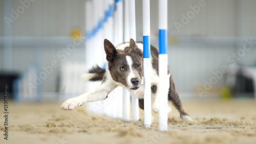 Fotografía Smooth Coat Border Collie Blue doing the weavepoles at a dog agility seminar
