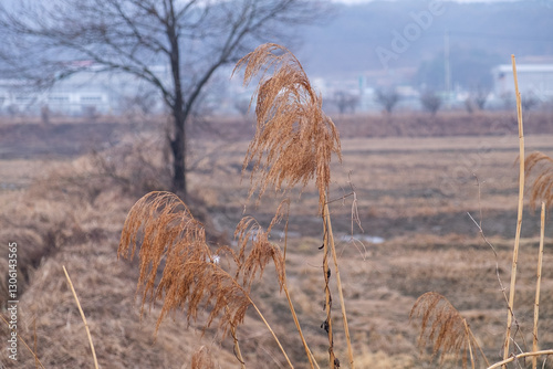 갈대