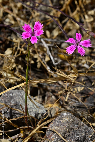 Wilde Nelke / Klebrige Nelke (Dianthus cf. diffusus) auf der Kykladen-Insel Kimolos, Griechenland