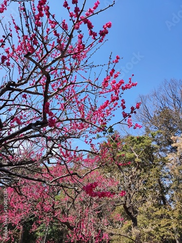 Youogi park early cherry blossom bloom
