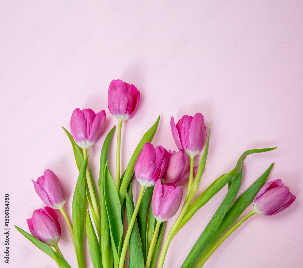 Tulip flower bunch isolated on pink, Fresh flowers bouquet. Mother day. Spring, women day Tulip flower bunch isolated on pink, Fresh flowers bouquet. Mother day. Spring, women day