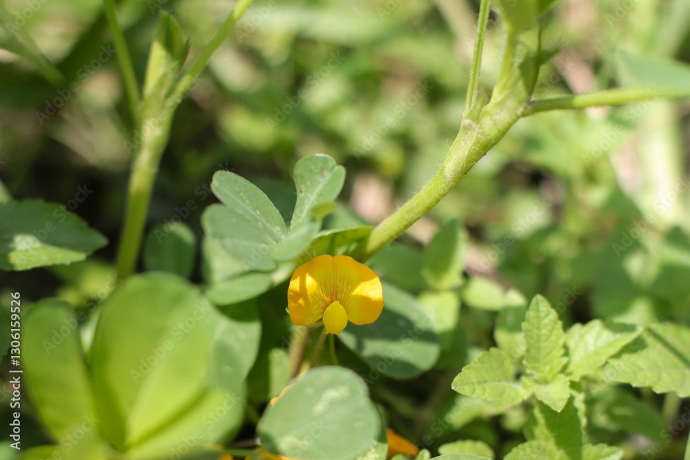 beautiful fragrant blooming yellow flowers beautiful fragrant blooming yellow flowers