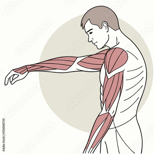 Anatomical illustration of human arm muscles showing detailed muscle groups. This educational image highlights biceps, triceps, and forearm muscles, useful for anatomy studies