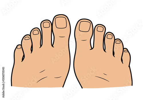 Toe-Clip-Art. This image shows a pair of feet with all ten toes visible. Vector illustration design.